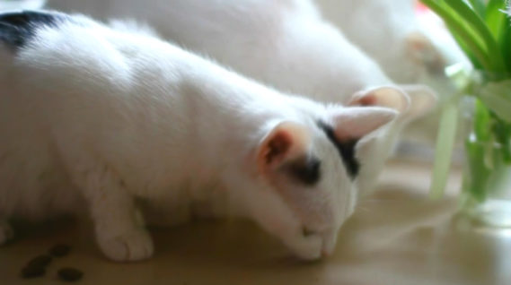 Koty - Lala, Mysia, Pusia