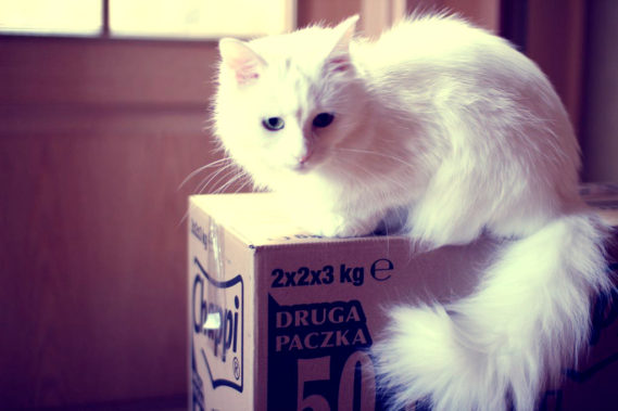 A to już tak na rozbawienie :) Czy Wasze koty (a może psy też?) zawsze interesują się pudełkami?