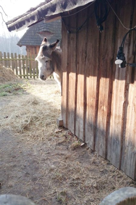 Spacer do osiołka :)