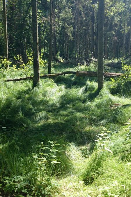 Naprawdę bardzo mnie zachwyca tutejsza zieleń