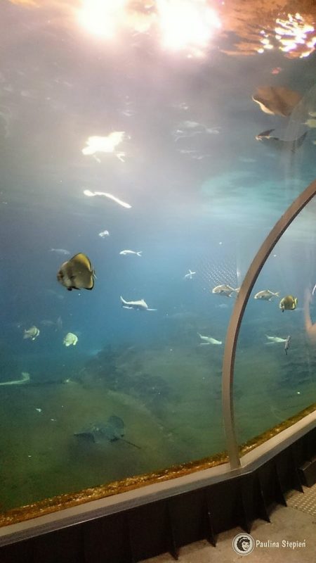 Afrykarium