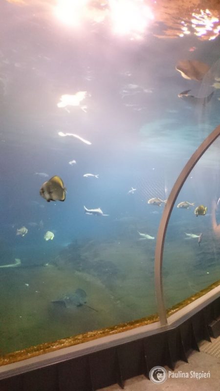 Tunel podwodny