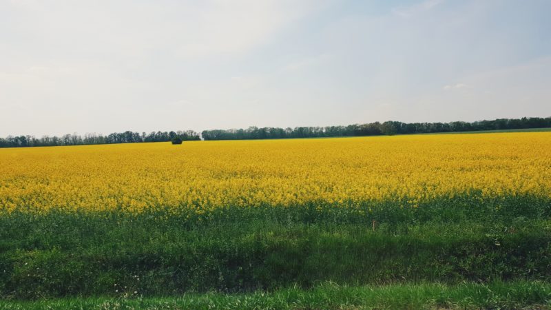 W drodze, czyli piękne pola rzepaku, oczywiście w Polsce też są, ale wszędzie zachwycają mnie tak samo