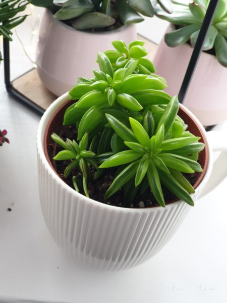 Peperomia