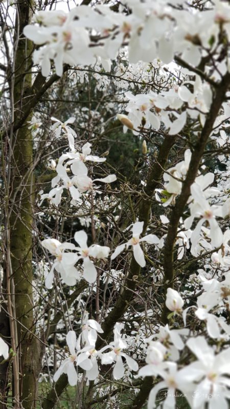 Magnolie
