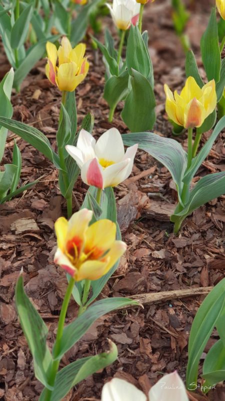 Tulipany (kwiecień)