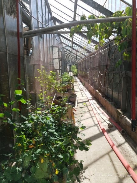 Oranżeria